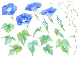夏の花。青色のアサガオの水彩イラスト。エレメントのセット。（透過背景）