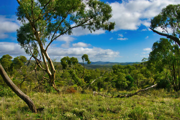 Park-like scenery with scattered eucalyptus trees and low bushes in Dutchmans Stern Conservation Park near Quorn, Flinders Range, South Australia. 
