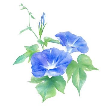 アサガオ Images Browse 6 672 Stock Photos Vectors And Video Adobe Stock