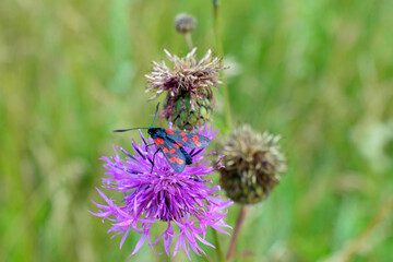 black and red butterfly on purple flower, close-up