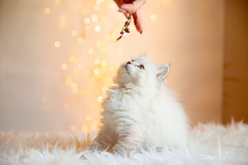 cute kitten sitting on the background of a Christmas, new year garland, Nevsky masked breed looks up