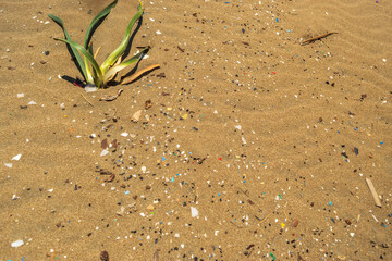 Microplastics on Sand Beach