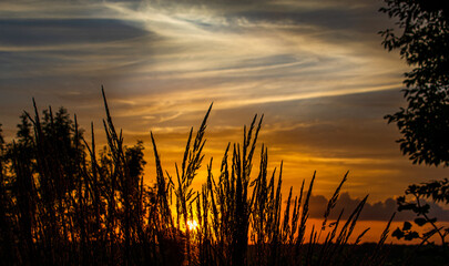 Fototapeta premium sunset in the field