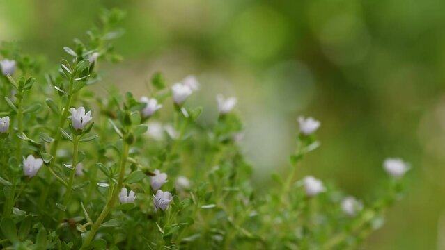 Indian pennywort or brahmi flowers on nature background.