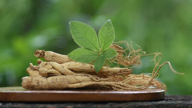 Ginseng or Panax ginseng on bokeh nature background.