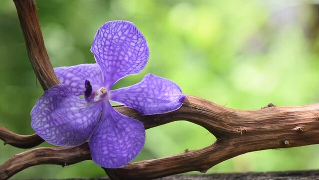 Orchids or vanda coerulea on nature background.