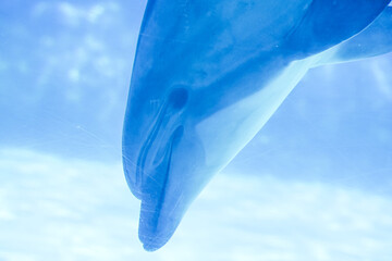 ガラス越しに見る水族館のイルカ
