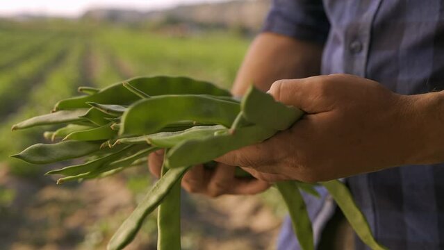 Male farmer hands holding green beans 