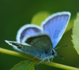 Small blue butterfly close-up. Beauty is in nature. Beautiful insects. Macro.