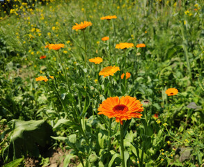 Orange Calendula flowers growing in the garden.
