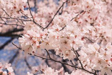 淡い色の桜の花