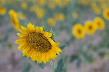 Campo de Girasoles con bonito bokeh en Alcoy, Comunitat Valenciana, España