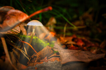 Waldpilz leuchtet märchenhaft - High quality photo - Mushroom in the Forest  - Photo Wallpaper