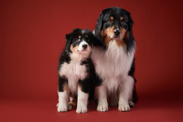 Two dogs together. Puppy and adult pet. Australian Shepherds, Aussies in the studio on a red background