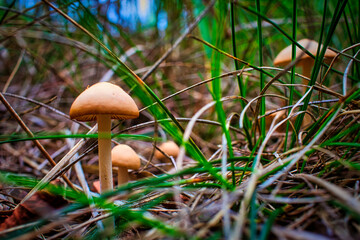 Mushroom in the Forest