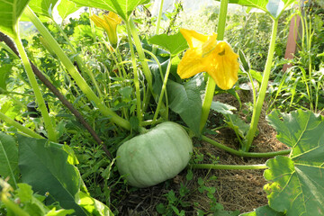 Blue pumpkin growing on the plant