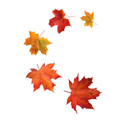 Spiral flying heap of canada maple tree red autumn leaves isolated transparent png