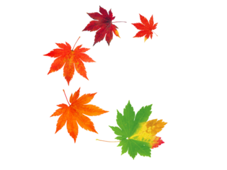 Spiral flying heap of japanese maple tree colorful autumn leaves isolated transparent png