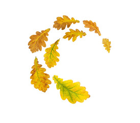 Spiral flying heap of oak yellow and brown autumn leaves isolated transparent png