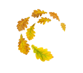 Spiral flying heap of oak yellow and brown autumn leaves isolated transparent png