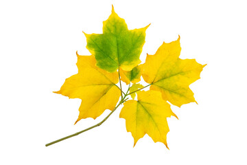 Maple branch with autumn yellow green leaves isolated transparent png
