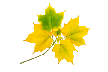 Maple branch with autumn yellow green leaves isolated transparent png