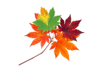 Japanese maple branch with autumn red, orange and green leaves isolated transparent png