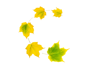 Spiral flying heap of yellow green maple tree autumn leaves isolated transparent png