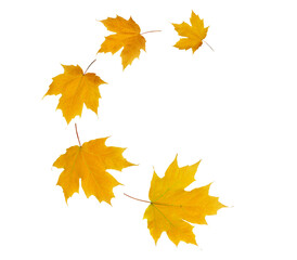 Obraz premium Spiral flying heap of yellow green maple tree autumn leaves isolated transparent png