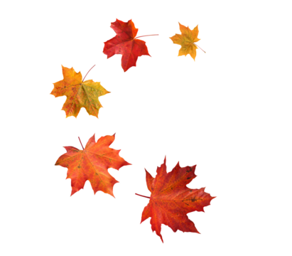 Spiral flying heap of canada maple tree red autumn leaves isolated transparent png