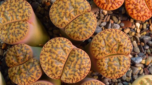 Mesembs (Lithops bromfieldii v. glaudinae) South African plant from Namibia in the botanical collection of supersucculent plants