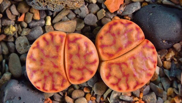 Mesembs (Lithops bromfeldii) South African plant from Namibia in the botanical collection of supersucculent plants