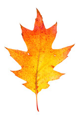 Autumn maple leaf isolated on transparent background
