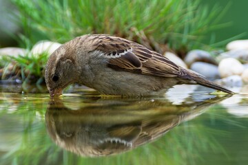  House sparrow, female drinking water from bird water hole. Reflection on the water. Czech Republic. 