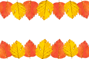 Border frame of colorful autumn leaves