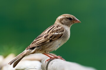 House sparrow, female standing on a stick. Czechia. 