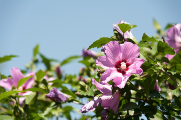 beautiful purple flowers of hibiscus syriacus