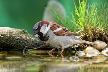  House sparrow, male standing in the water of a bird watering hole. Czechia. 