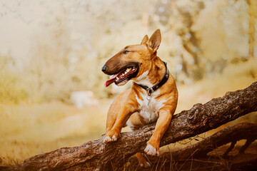 Cute joyful ginger bull terrier is standing on an old big tree root in the park on a sunny summer...