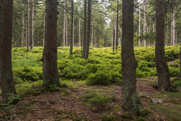 Bayersicher Wald Bäume mit  Utnerwuchs