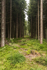 Fototapeta premium Bayersicher Wald Bäume mit Utnerwuchs