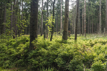 Bayersicher Wald Bäume mit  Utnerwuchs