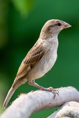 Juvenile house sparrow standing on a stick. Czechia. 
