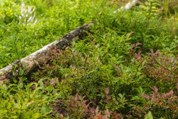 Heidelbeeren  Kraut und Früchte im Bayerischen Wald