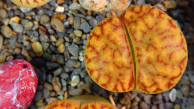 Mesembs (Lithops bromfeldii)  South African plant from Namibia in the botanical collection of supersucculent plants