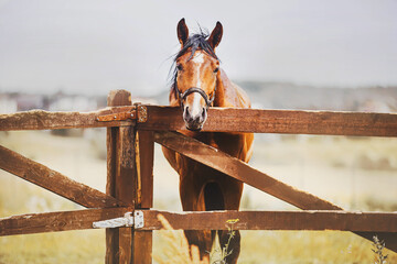 A beautiful bay horse stands behind an old wooden fence of a paddock on a farm on a bright summer...