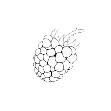 blackberry berry - a template for a children's coloring book, a children's task to color a picture