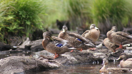ducks on the pond