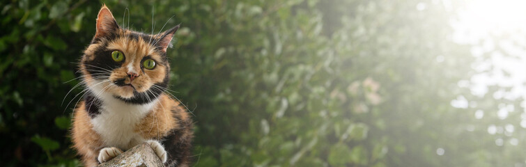 Banner of a cat is resting sitting on the fence. Homeless cat is lying on the fence.