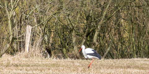 Stork against the background of willow bushes in the Vondelpark © Mieke